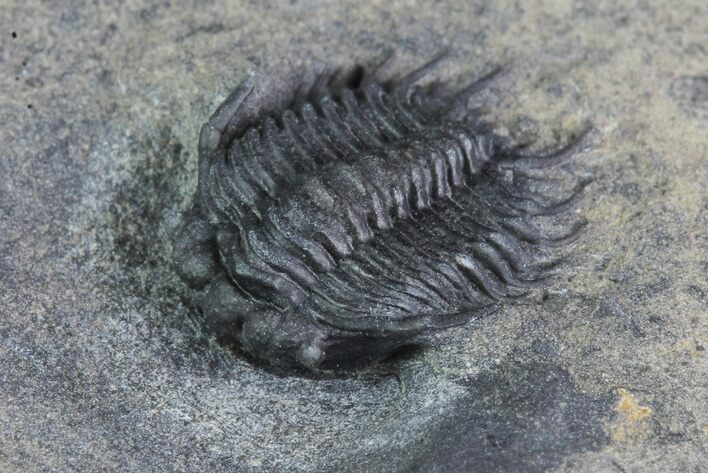 Rare Meadowtownella Trilobite - Walcott-Rust Quarry, NY #93911